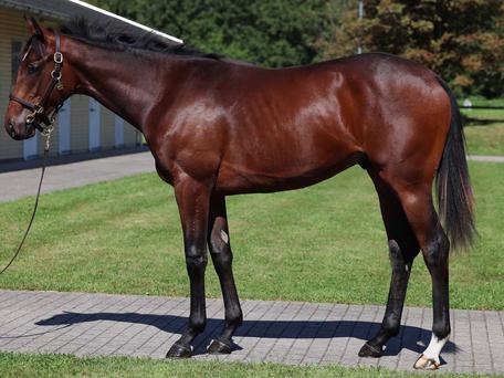 Erfolgreicher Jahresauftakt: Salitos feiert beeindruckenden Maidensieg für Liberty Racing 2024 Gold