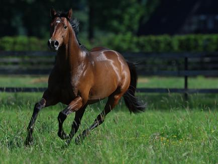 It's a boy! Ein kleiner FANTA für ABADAN und Liberty Breeding 2023