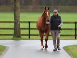 Liberty Breedings SALVE LE MEER als erste Stute tragend von Fantastic Moon