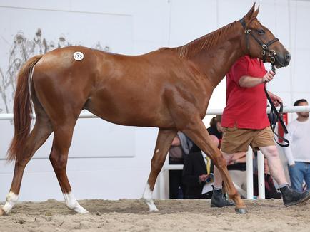 Trainer und Pferdeverteilung für 2026 stehen fest